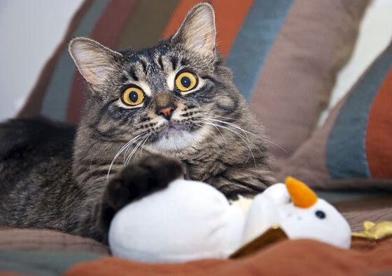 开云娱乐-_火箭队新星展现爆发力，成为焦点_，火箭队xy