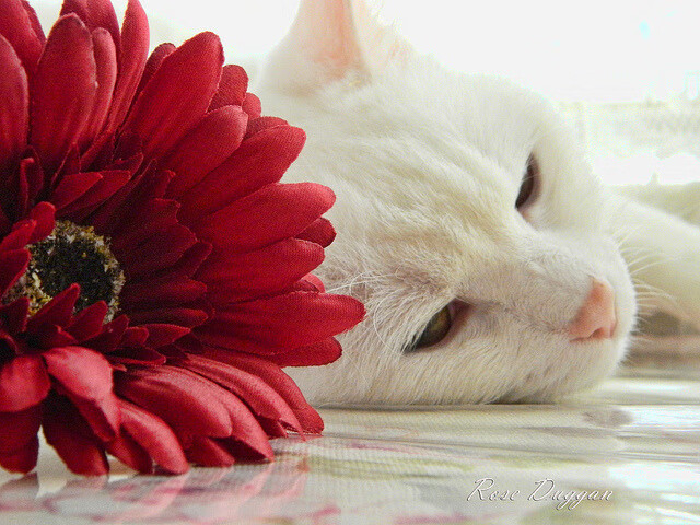 kaiyun中国官方网站-中国女篮教练团队不断壮大，战术革新备受期待，中国女蓝教练团队