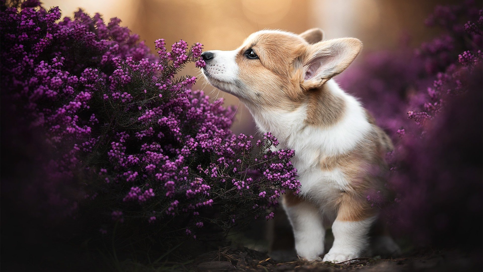 开云中国-冰雪主场作战，瑞士国家队晋级冬奥八强，瑞士冰球队